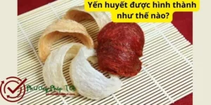 Yến huyết được hình thành như thế nào