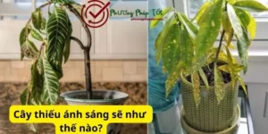 Cây thiếu ánh sáng sẽ như thế nào