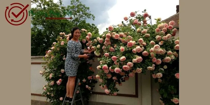 Làm thế nào để hồng leo ra hoa