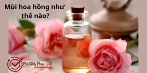 Mùi hoa hồng như thế nào