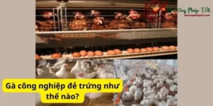 Gà công nghiệp đẻ trứng như thế nào