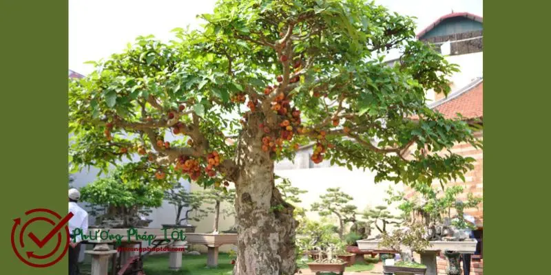 Làm thế nào để cây sung ra quả